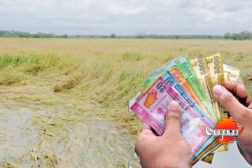 ගංවතුරට ඔබේ වගාවන් හානි වුණාද ? භය වෙන්න දෙයක් නැහැ මෙන්න විසදුම්