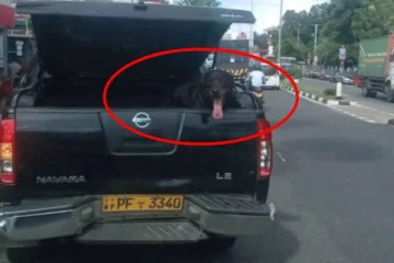 அரச வாகனத்தில் சொகுசாக  பயணித்த நான்கு கால்  பயணி! எழுந்த விமர்சனம்