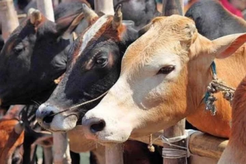 பசுவதையை நிறுத்தினால் உலகில் பிரச்சணை வராது - நீதிமன்றம்