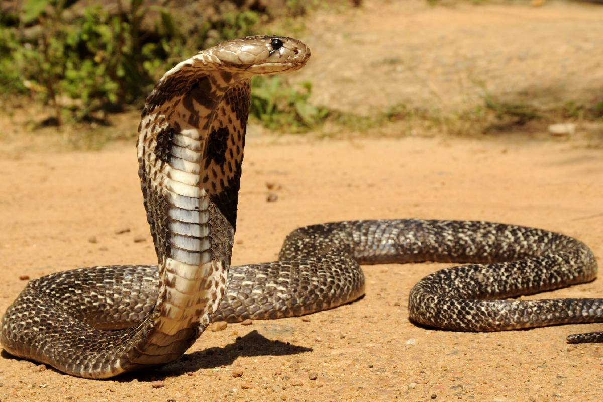 பாம்பே பாம்பைக் கடித்தால் உயிரிழப்பு ஏற்படுமா? அறிவியல் விளக்கம் | What Happens If A Snake Bites Another Snake