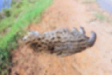 அம்பாறையில் விபத்தில் சிக்கி உயிரிழந்த அரிய வகை புலி!