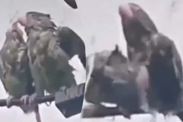 மழையில் நனைந்த பறவை... மனிதர்களை மிஞ்சிய பாசப்போராட்டம்! சிலிர்க்க வைக்கும் காட்சி