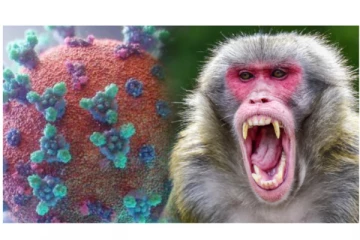 சீனாவில் புதிதாக கிளம்பிய ‘குரங்கு பி’ வைரஸ் -  கால்நடை மருத்துவர் பலி! மக்கள் அதிர்ச்சி