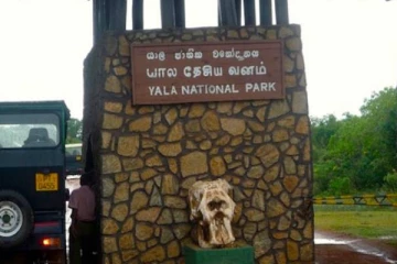 யால தேசிய பூங்காவில் அவதியுறும் வன விலங்குள்: சுற்றுலா வழிகாட்டிகளின் நெகிழ்ச்சி செயல்!