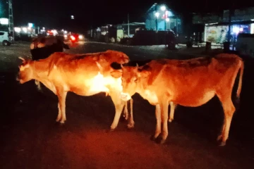 வவுனியாவில் கட்டாக்காலி கால்நடைகளினால் போக்குவரத்திற்கு இடையூறு