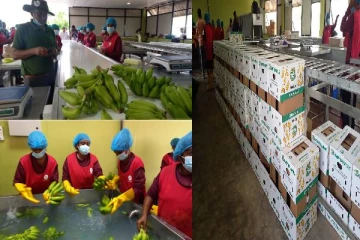 இரண்டாவது பெரிய திட்டம் - யாழில் இருந்து துபாய்க்கு வாழைக்குலை ஏற்றுமதி!