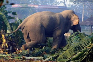 யானை தாக்குதல்: ஒருவர் பலி! இருவர் வைத்தியசாலையில் அனுமதி