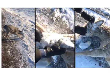 கடவுள் சார்... நீங்க... பனிக்கட்டியால் முகம் முழுவதும் உறைந்து போன மானை காப்பாற்றிய நபர்கள்...!