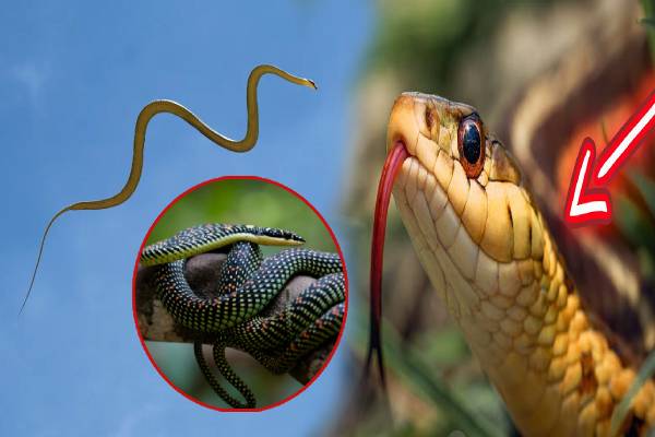 வான்வெளியிலும் பயணிக்கும் வித்தியாசமான பாம்புகள்! வியக்க வைக்கும் ஆய்வு தகவல் | Amazing Facts Of Versatile Snakes