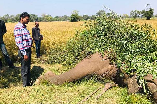 வவுனியாவில் 30 வயது மதிக்கத்தக்க யானைக்கு நேர்ந்த சோகம்! | Elephant Was Electrocuted And Killed In Vavuniya