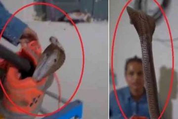 காலணிக்குள் ’உஷ் ’ என கேட்ட சத்தம்! உள்ளிருந்து படமெடுத்து நின்ற பாம்பு... வீடியோவுடன் எச்சரிக்கை செய்தி