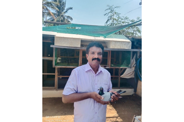 யாழில் இருந்து மாத்தறைக்கு ; சாதனை படைத்த புறா! | From Yar To Matara Pigeon With Record