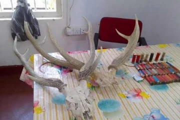 அம்பாறையில் மான் கொம்புகளுடன் கைதான இருவர்! சிக்கிய அபாய பொருட்கள்