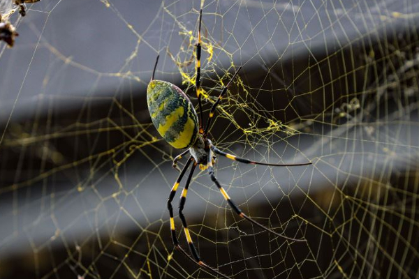 பறக்கும் விஷ சிலந்திகள்: அச்சத்தில் அமெரிக்க மக்கள் | Poisonous Flying Spiders Found In America