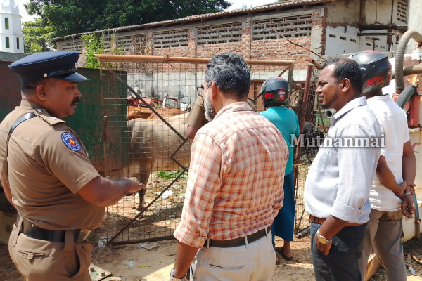 கல்முனையில் பொதுமக்களுக்கு இடையூறாக கட்டாக்காலி மாடுகள்! அதிகாரிகள் எடுத்த அதிரடி நடவடிக்கை | Stray Cows Causing Kalmunai Metropolitan Areas