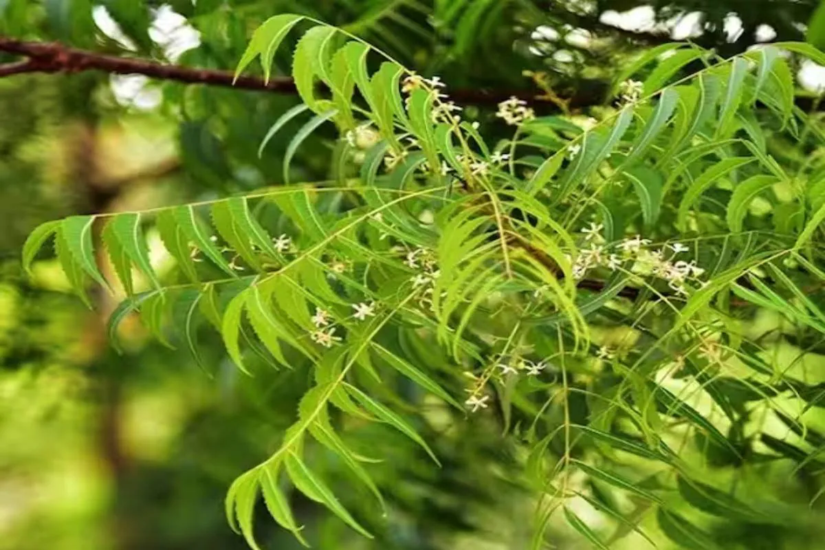 அதிர்ஷ்டம் கொடுக்கும் அரச மரம்.. எப்படி வழிபாடு செய்ய வேண்டும் | Benefits And Importance Of Worshiping Peepal Tree