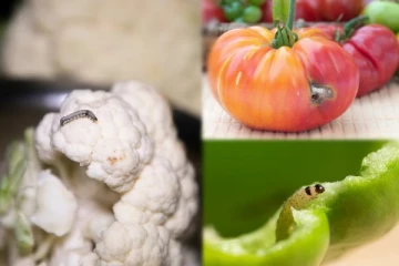 காய்கறிகளில் இருக்கும் புழுவால் உயிருக்கே ஆபத்தா?- அவசியம் தெரிஞ்சிக்கோங்க