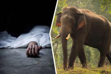 கல்முனையில் காட்டு யானை தாக்கியதில் ஒருவர் உயிரிழப்பு