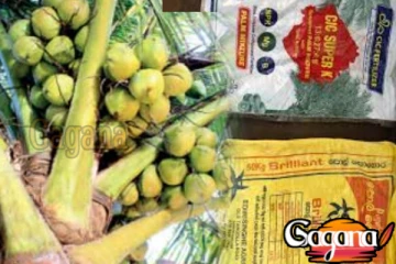 පොල් වගාකරුවන්ට ලැබුණු සුබ ආරංචිය මෙන්න