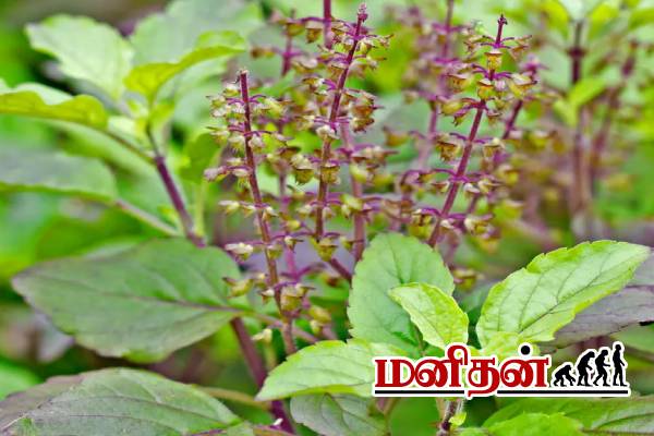 இந்த செடி வைங்க.. பாம்பு தொல்லை இருக்காது! | Plants That Repel Snakes In Tamil