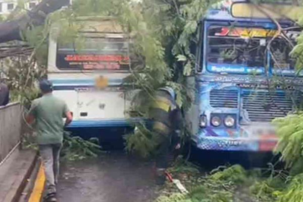 கொழும்பில் பேருந்து மீது முறிந்து விழுந்த மரம் | Tree Falls On Bus In Colombo