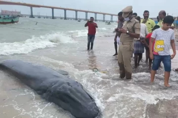 கடல் சீற்றத்தினால் கரையொதுங்கிய இராட்சத திமிங்கலம்!