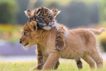 இலங்கையில் வாழ்ந்த சிங்கங்கள், புலிகள் உள்ளிட்ட உயிரினங்கள்