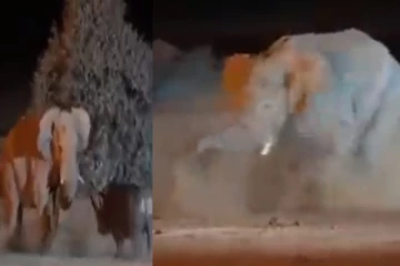 பயங்கரமாக மோதிக்கொண்ட யானையும், காண்டாமிருகமும் - வைரலாகும் வீடியோ