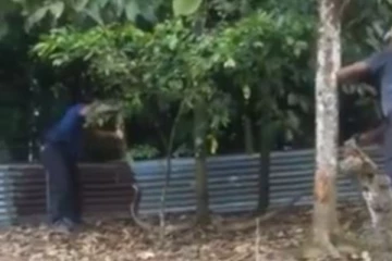 கோவமடைந்து தாக்கும் பாம்பு....நடுநடுங்க வைக்கும் காட்சி!