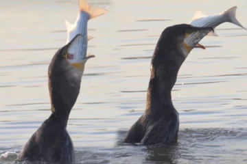 Viral Video: சிறிய பறவையிடம் சிக்கிய பெரிய மீன்! விழுங்கியதும் என்ன செய்ததுனு பாருங்க