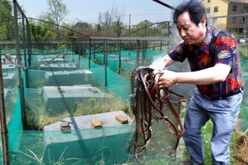 ஒரு லிட்டர் விஷம் 3.5 கோடி; பாம்புகளை வளர்த்து கோடிகளில் சம்பாதிக்கும் கிராம மக்கள்!