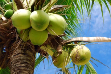 தேங்காய் தட்டுப்பாட்டுக்கு ஆளுநர் ஒருவரின் இளநீர் ஏற்றுமதியே காரணம்!