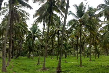 தேங்காய் திருடிய குற்றத்திற்காக மோசமாக தாக்கப்பட்ட நபர்
