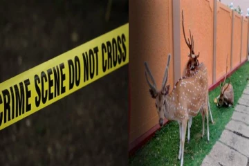 தமிழர் பகுதியில்  மான்களின் நடமாட்டம் அதிகரிப்பு: விடுக்கப்பட்டுள்ள விபத்து எச்சரிக்கை (Video)