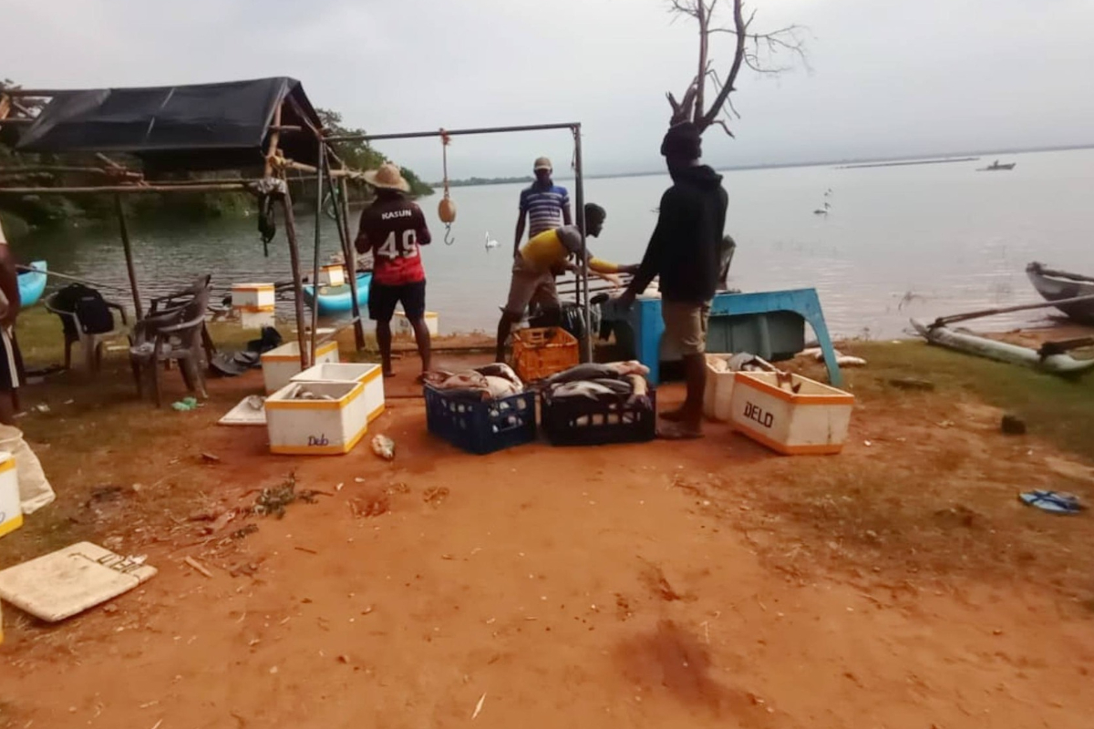 உடவலவ நீர்த்தேக்கத்தில் பாரிய மீன் அறுவடை | Massive Fish Harvest At Udawalawe Reservoir உடவலவ நீர்த்தேக்கத்தில் பாரிய மீன் அறுவடை | Massive Fish Harvest At Udawalawe Reservoir