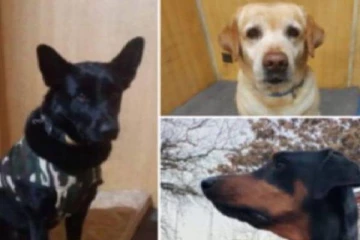 காபூலில் இருந்து பத்திரமாக நாடு திரும்பிய மாயா, ரூபி, பாபி