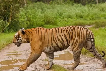 முதுமலை புலிகள் காப்பக பகுதியில் பெண் புலி உயிரிழப்பு