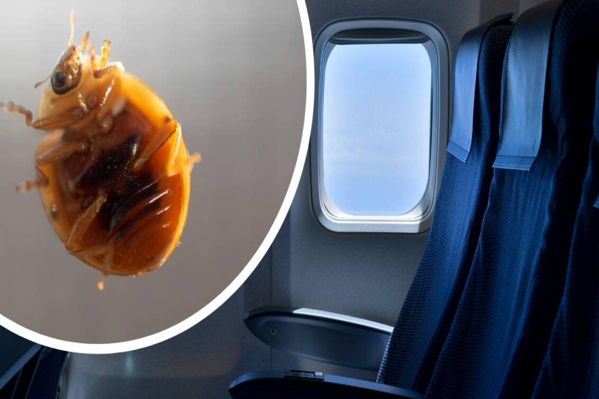 வானூர்தியில் படுக்கைப் பூச்சிகள் ; பயணச் சேவை இரத்து | Bedbugs On Aircraft Flight Service Cancelled வானூர்தியில் படுக்கைப் பூச்சிகள் ; பயணச் சேவை இரத்து | Bedbugs On Aircraft Flight Service Cancelled