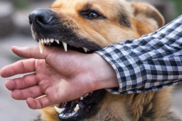 வீட்டுக்குள் நுழைந்த பொலிஸ் அதிகாரியை கடித்துக்குதறிய நாய்