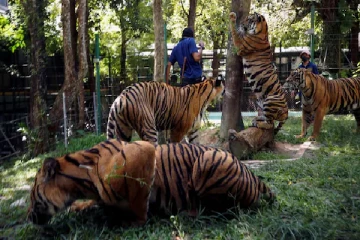 பறவைகாய்ச்சலால் 47 புலிகள் உயிரிழப்பு!