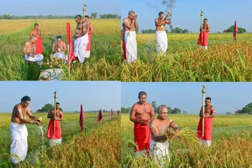 290ஆவது வருட நெற்புதிர் அறுவடை காணும் நல்லூரான்!