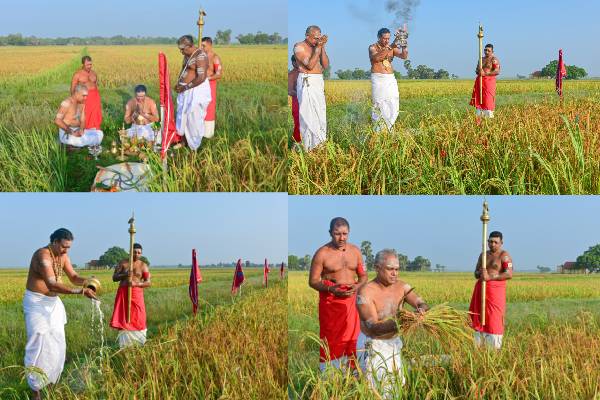 290ஆவது வருட நெற்புதிர் அறுவடை காணும் நல்லூரான்! - ஐபிசி தமிழ்