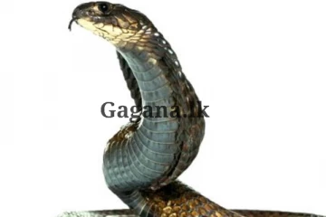 කෝවිලක පූජාවකට කලින් සිදු වු අකරතැබ්බ - බැතිමතුන් බිය වී දුව ගිහින්..