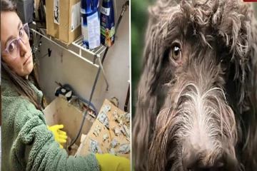 அமெரிக்காவில் உரிமையாளரின் பணத்தை விழுங்கிய செல்லப்பிராணி