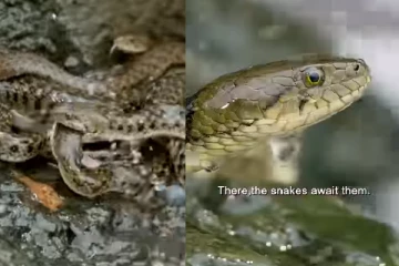 Viral Video: ஆற்றில் கொத்தாக மீனை வேட்டையாடும் பாம்புகள் குவியும் நெட்டிசன்கள்