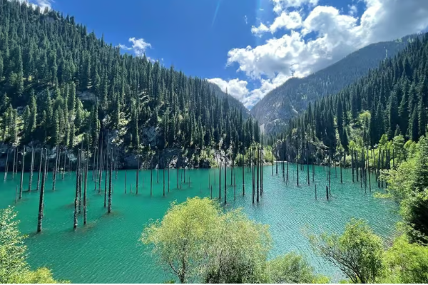 பனிக்கட்டியில் மரம்... நீரூக்கு அடியில் காடு! 100 ஆண்டுகால நிலநடுக்கத்தின் விளைவு | 100 Year Old Earthquake Created Underwater Forest