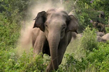 யானை தாக்குதலில் இளம் தாய் பலி; தெய்வாதீனமாக தப்பிய குழந்தை