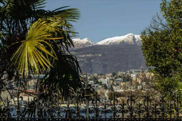 சீனாவிலிருந்து கொண்டு வரப்பட்ட பனைமரங்களால் சுவிட்சர்லாந்தில் உருவாகியுள்ள பிரச்சினை