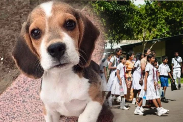 இலங்கை பாடசாலை ஒன்றினை மூடிய நாய் உண்ணி!