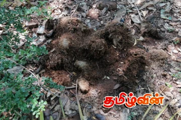 தம்பலகாமத்தில் காட்டு யானைகளால் கடும் சிரமத்தை எதிர்நோக்கும் மக்கள்